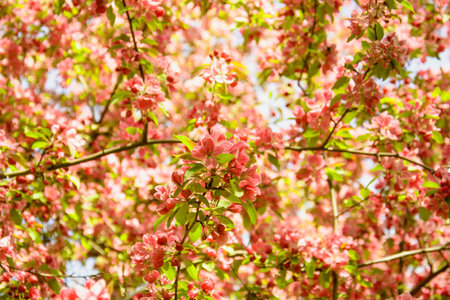 Cherry blossom in spring, close up of pink flowers.