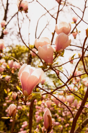 Magnolia flower blossom in spring time. Blooming magnolia treeの写真素材