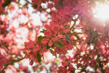 Blossoming branch of apple tree with pink flowers in the sunlight
