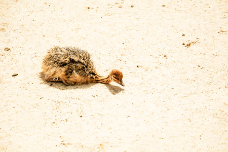 Baby ostrich on the sand. Selective focus. Toned.の写真素材