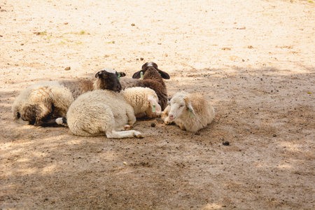 Sheep in the farm. Sheep in the farm. Farm animals
