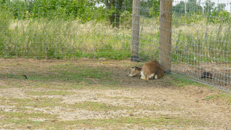 Kangaroos in the zoo. Kangaroo in captivity.の写真素材
