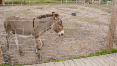 Donkey behind a fence in a zoo. Animal in captivity.の写真素材