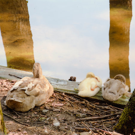 Cute ducklings sitting on the shore of a pond with reflectionの写真素材