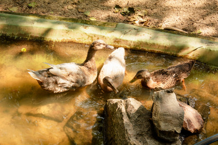 Duck and duckling in the aviary of the zoo.の写真素材