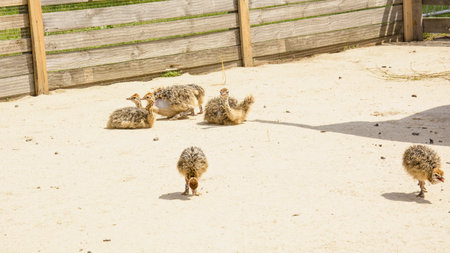Cute baby ostrich chicks on the farm in sunny day.の写真素材