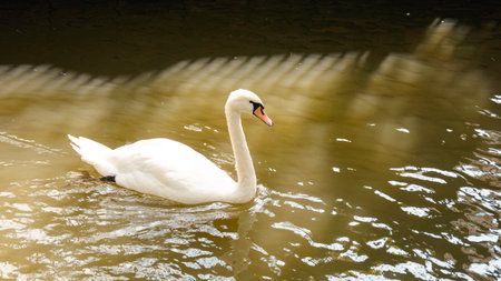 White swan swimming in the lake, closeup of photo.の写真素材
