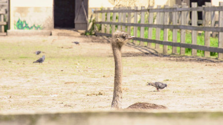 Ostrich and pigeons on the farm in the summer.の写真素材