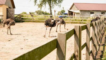 Ostrich in the paddock at the farm. Russia.