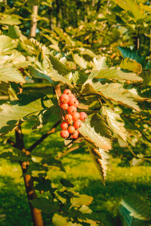 Red rowan berries on the branches of a tree in the garden