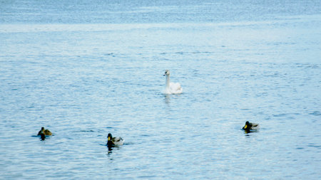 swans swimming on blue lake water in sunny day, swans on pond, nature seriesの写真素材