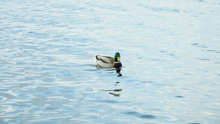 Mallard duck swimming on the water in the lake. Shallow depth of fieldの写真素材