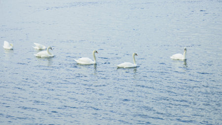 White swans swimming in the blue water of a lake. The mute swan, Cygnus olorの写真素材