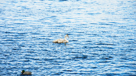 A pair of white swans swimming on the water. White swans swim in the water.の写真素材