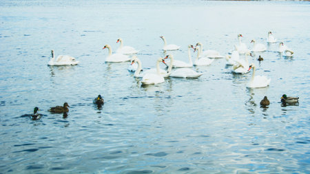 White swans and ducks swimming in the lake. Beautiful white swans swim in the lake.の写真素材