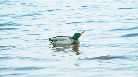 Male mallard duck swimming on a lake in the early morning.の写真素材