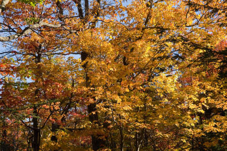 Foliage