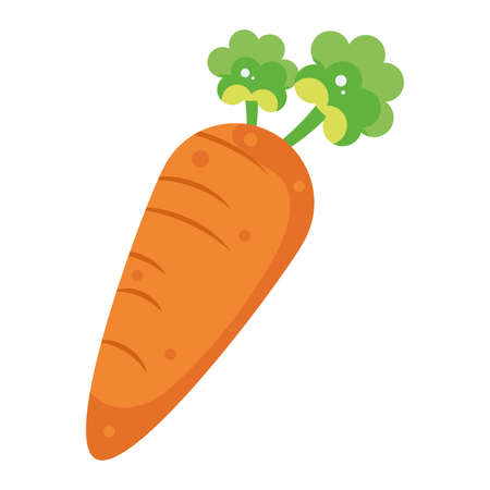 Isolated carrot vegetable Healthy food Vectorのイラスト素材