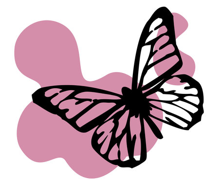 black butterflyの写真素材