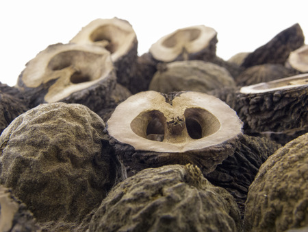 black walnut, Juglans nigra fruit
