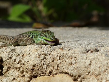 Sand Lizard eats earthworms, Lacerta agilis, Lumbricidaeの写真素材