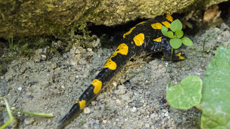 Fire salamander, Salamandra salamandra, Salamandra,