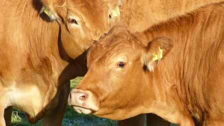 Cows - Limousin cattle, Bos taurus - Cattle breed from the Limousin region of France