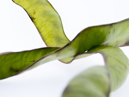 Fruits of the honey locust - Gleditsia triacanthosの写真素材