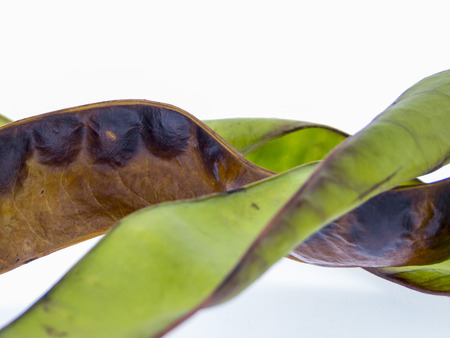 Fruits of the honey locust - Gleditsia triacanthosの写真素材