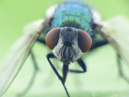 Details of a fly, Eyes of an insect - macroの写真素材