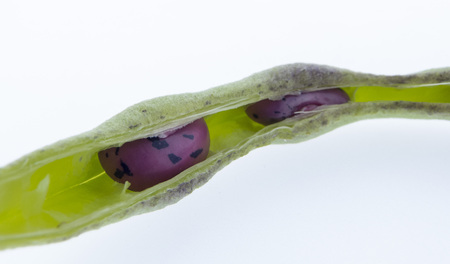 Climbing beans, fire beans on white background, high nutritional valueの写真素材
