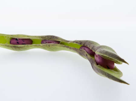 Climbing beans, fire beans on white background, high nutritional value