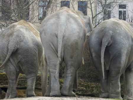 elephants group from behindの写真素材