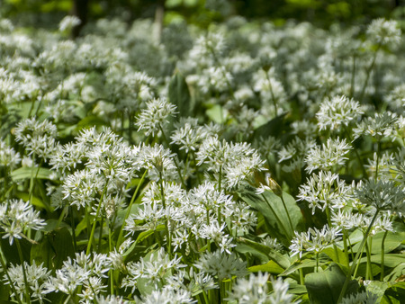 flowering wild garlic in the lowland forest