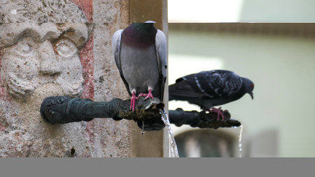 dove, pigeon sits at the wellの写真素材