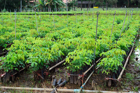 plantation of rubber treeの写真素材