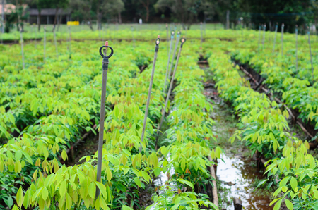 plantation of rubber treeの写真素材