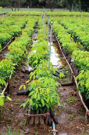 plantation of rubber treeの写真素材
