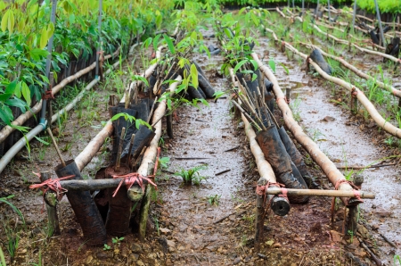 plantation of rubber treeの写真素材