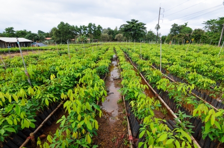 plantation of rubber treeの写真素材