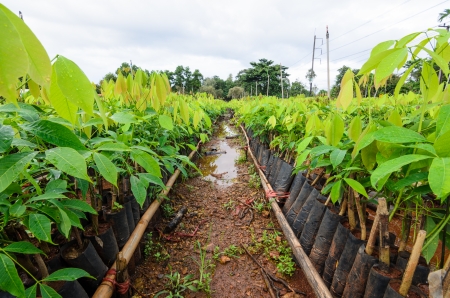 plantation of rubber treeの写真素材