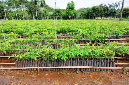 plantation of rubber treeの写真素材