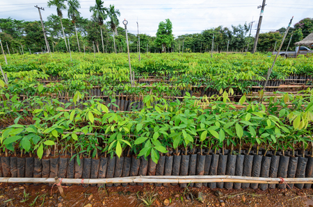 plantation of rubber treeの写真素材
