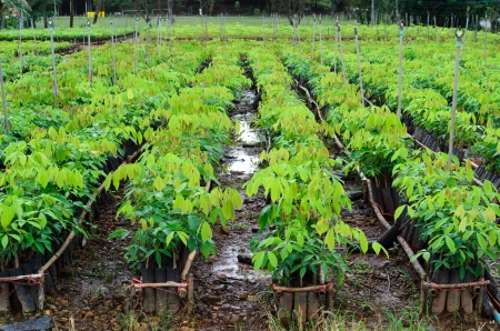 plantation of rubber treeの写真素材