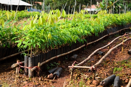 plantation of rubber treeの写真素材