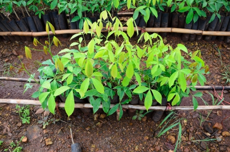 plantation of rubber treeの写真素材