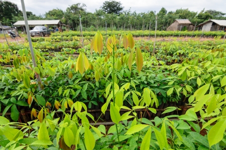 plantation of rubber treeの写真素材