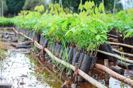 plantation of rubber treeの写真素材