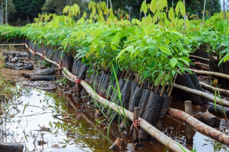 plantation of rubber treeの写真素材