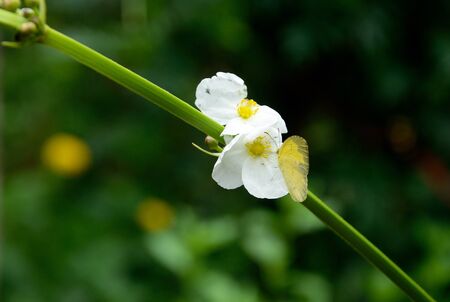 Butterflies in the backyard, eating pollen of Arrow head ame son flower.の写真素材
